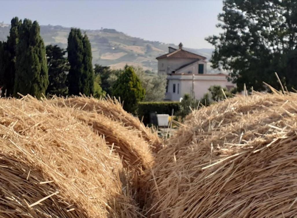 Pier Delle Vigne B&B Pineto Zewnętrze zdjęcie