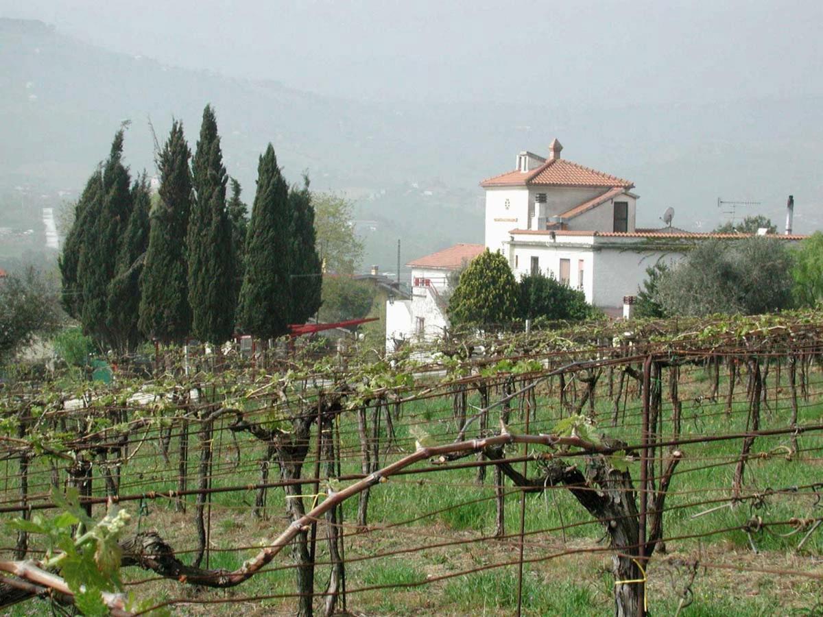 Pier Delle Vigne B&B Pineto Zewnętrze zdjęcie